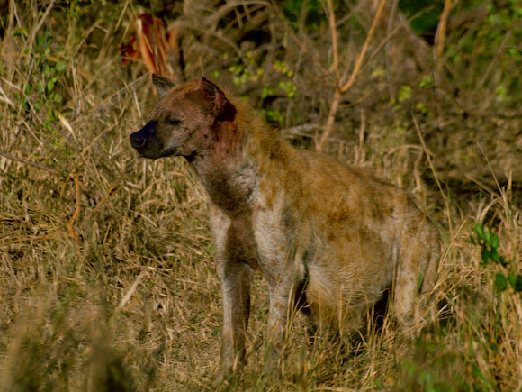 Spotting Image 1