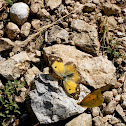 Papallona de l'alfas