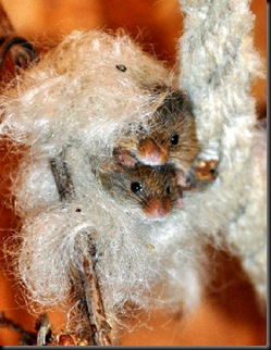 Two in frayed rope (cropped)