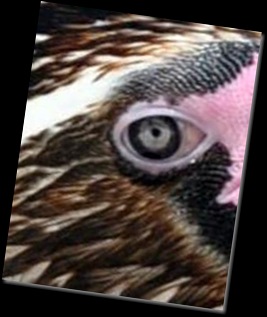 Dippy's eye - close up