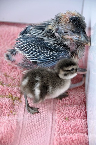 [Kookie & duckling (re-sized)[7].jpg]