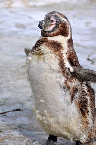 [Dippy moulting with flapping flippers (res-sized) DSC_0153[7].jpg]