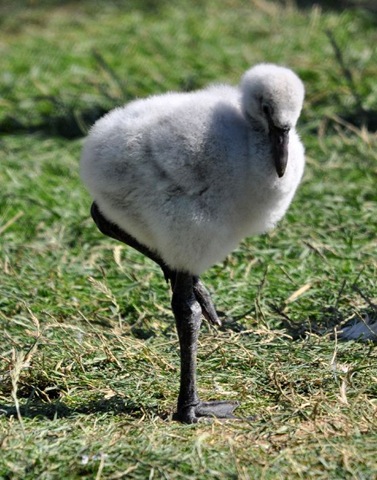 [Caribbean chick on 1 leg age approx 6 weeks[8].jpg]