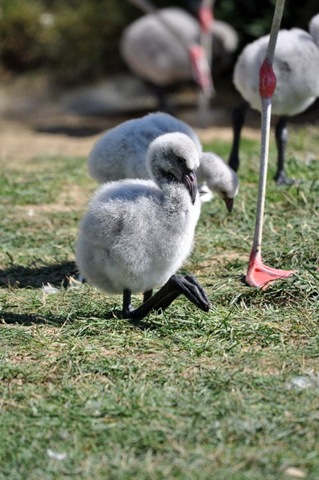 [Caribbean chick strange posture Aug 10 (re-sized)[9].jpg]