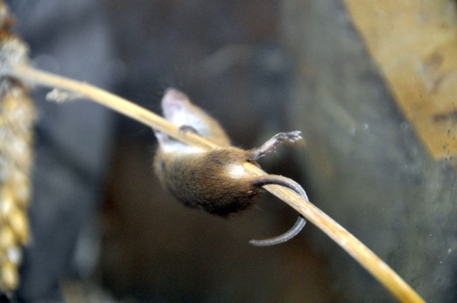 [Baby Harvest Mouse showing prehensile tail DSC_0391[5].jpg]