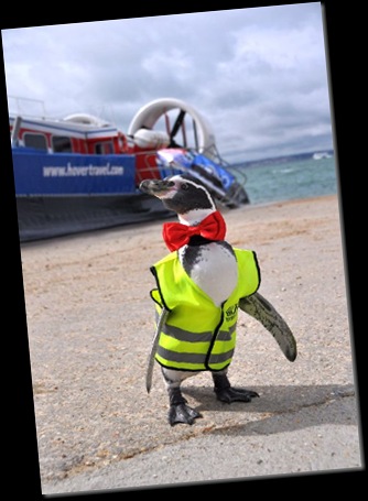 Dippy strutts his stuff at Southsea (re-sized)