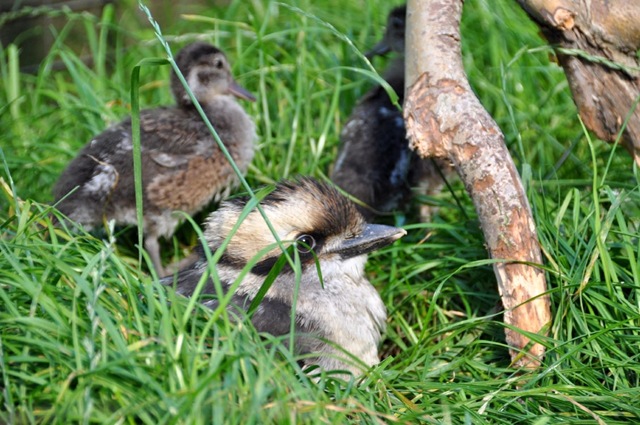 [Kookie & 2 ducklings 30 Aug 10[4].jpg]