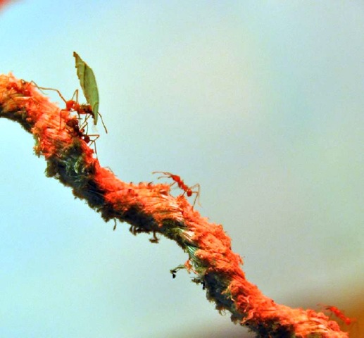 [Leaf-cuter Ants on rope 1 (JB) (colour-adjusted, resized & cropped)[8].jpg]