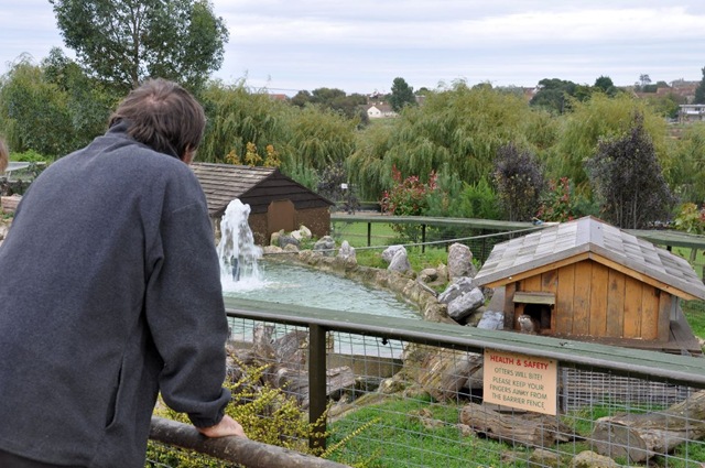 [Dr Ian Green looking into Otter enclosure (resized) Sept 10[4].jpg]