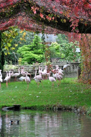[Lesser Flamingo autumn enclosure (resized)[4].jpg]