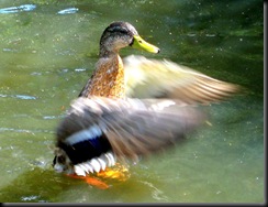 Dann Alisha (under 16) (resized) Mallard flapping wings 2010 Dann Alisha (under 16) (resized) Mallard flapping wings 2010