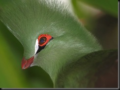 Elliott, Sue - Green Crested Touraco - 2010 Elliott, Sue - Green Crested Touraco - 2010