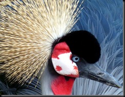 Snell Maureen - (Resized) Male Crowned Crane 2010