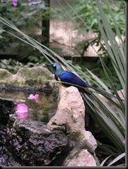 Speight C - Golden-breasted Starling (resized) 2010