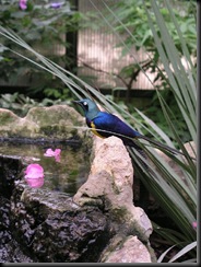 Speight C - Golden-breasted Starling (resized) 2010 Speight C - Golden-breasted Starling (resized) 2010