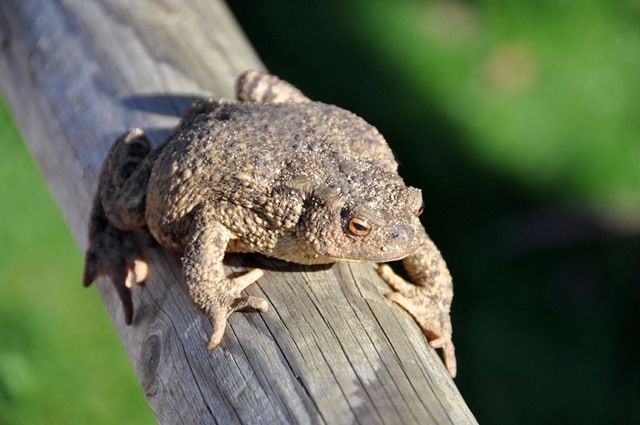 [Toad outside Meerkat encl (resized)[9].jpg]