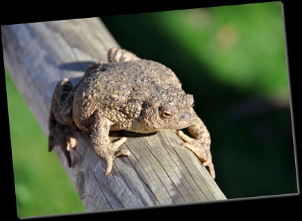 Toad outside Meerkat encl (resized)