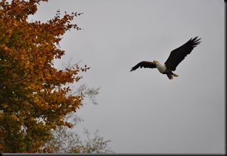 African Fish Eagle (resized) & Autumn leaves