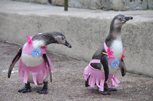 [Penguins in Pink 11 (resized) DSC_0544[6].jpg]