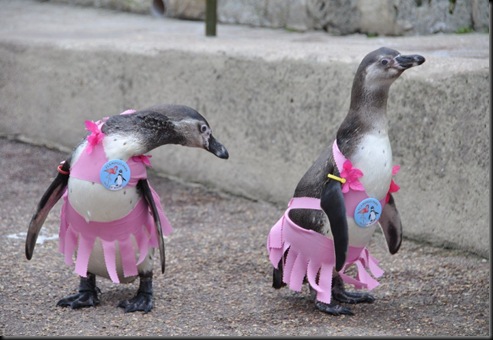 Penguins in Pink 11 (resized) DSC_0544