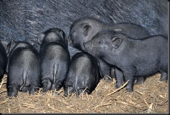 Piglets at 3 weeks