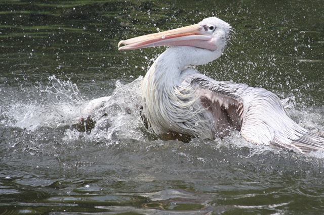 [Wade, Marian - Pelican, a splashing time - 2010[6].jpg]