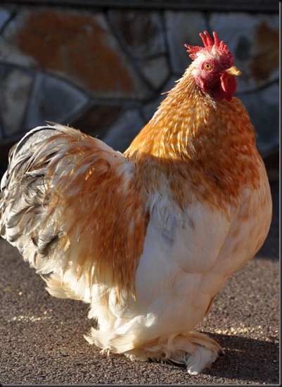 Elvis in handsome pose