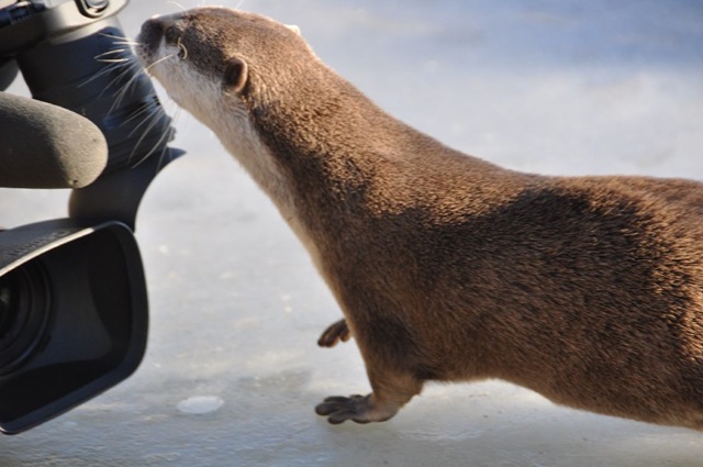 [Otter checking out video camera on ice (resized)[10].jpg]