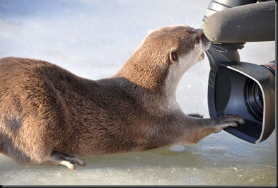 Otter biting video camera on ice (flipped)