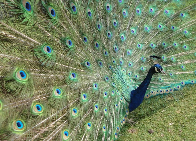 [Peacock dispaying by Rachel White 2010[11].jpg]