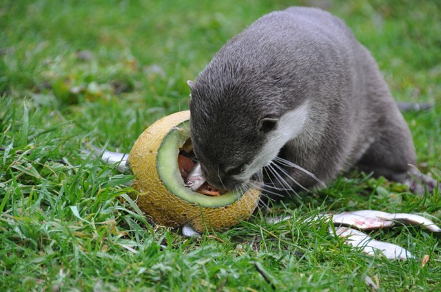 [Otter peering inside melon[6].jpg]