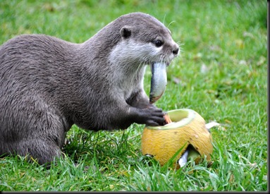 Otter feeding from melon