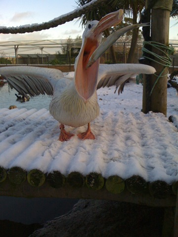 [Pelican catching fish in snow Dec 2010[10].jpg]