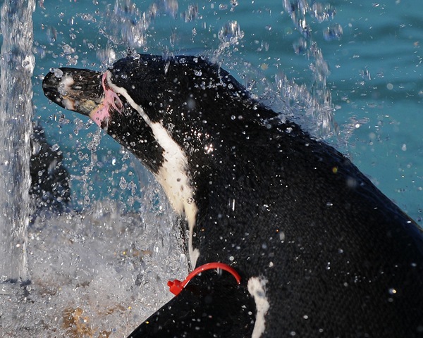 [Penguin splashed in water (D Nordell 2010)[2].jpg]