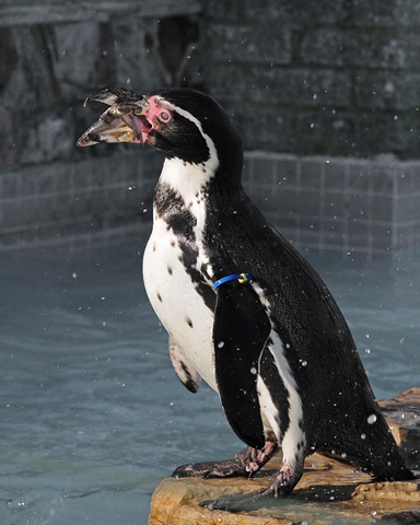 [Penguin with mouthful (D Nordell 2010)[2].jpg]