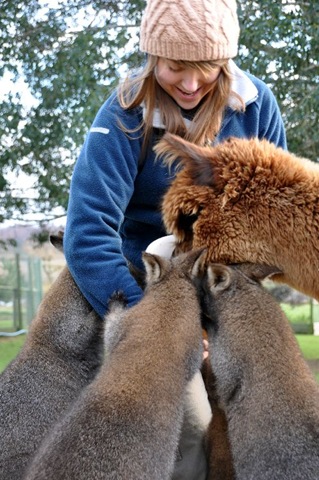 [Fern being mobbed Jan 11[11].jpg]