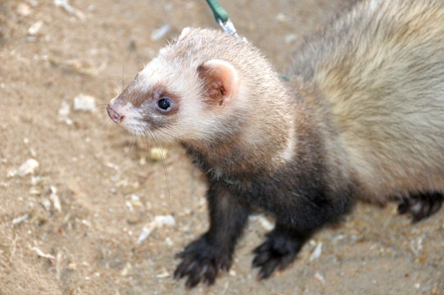 [Ferret on lead Jan 11[13].jpg]