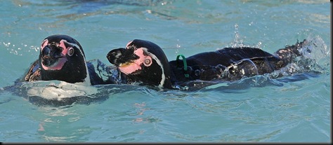 2 Penguins swimming - D Nordell 2010