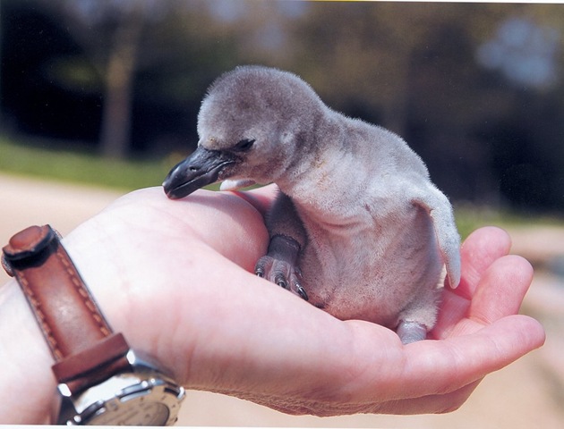 [baby penguin in palm of hand[3].jpg]
