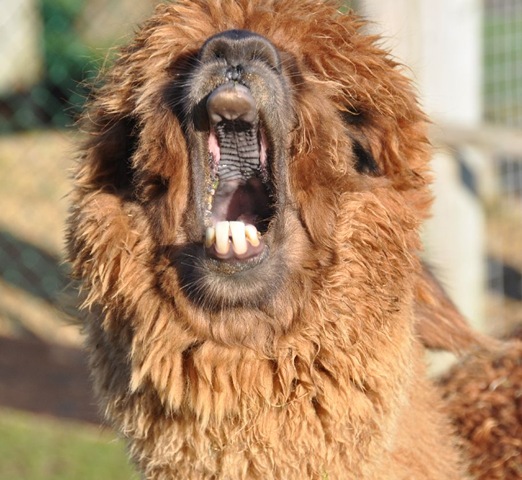 [Garnet yawning Feb 2011[6].jpg]
