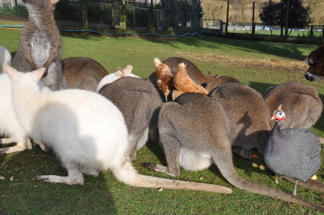 [Wallabies and all feeding - shows female with bulging pouch Feb 11[6].jpg]