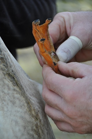 [Bumblefoot on Indian Runner[6].jpg]