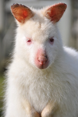 [Albino Joey with sunburn[5].jpg]