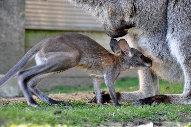 [Peanut 1st venture out (0909)[5].jpg]