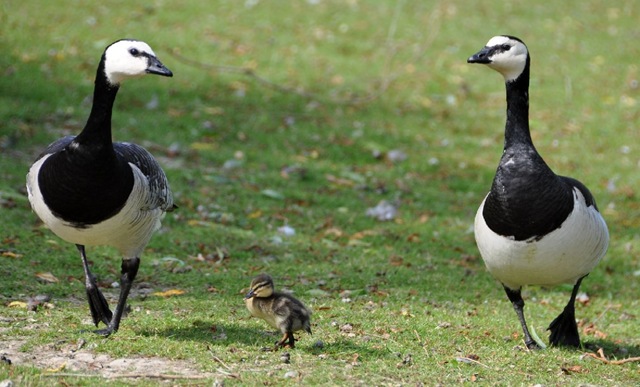 [Cropped Barnacle pair with Mallard duckling DSC_0738[7].jpg]