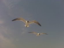[seagulls[2].jpg]
