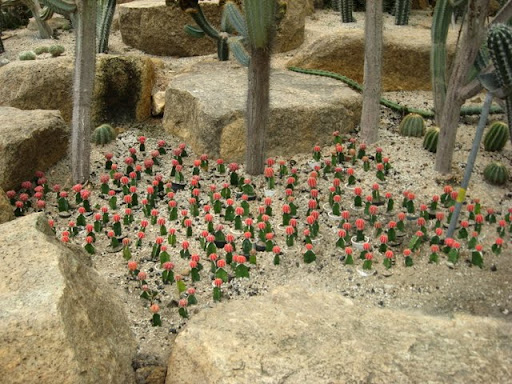 Паттайя. Пакет. 22.08-05.09