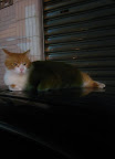  cat!!!