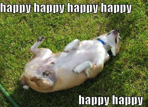 [happy-dog[3].jpg]