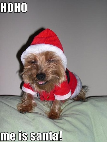 [ho-ho-me-is-santa-cute-puppy-pictures-costume-loldogs[3].jpg]